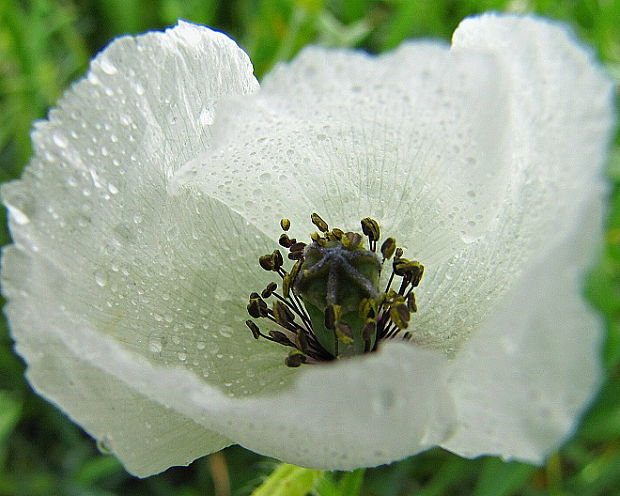 mak pochybný Papaver dubium subsp. austromoravicum (Kubát) Hörandl