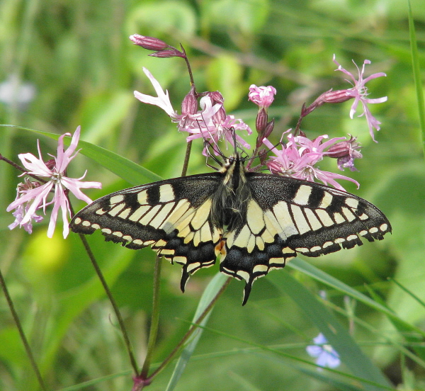 vidlochvost feniklový Papilio machaon