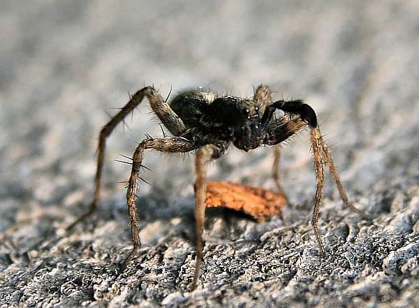 sliedič Pardosa sp.