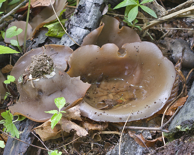 čiaška Peziza sp.