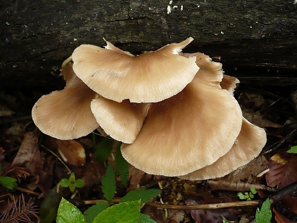 hliva buková Pleurotus pulmonarius (Fr.) Quél.