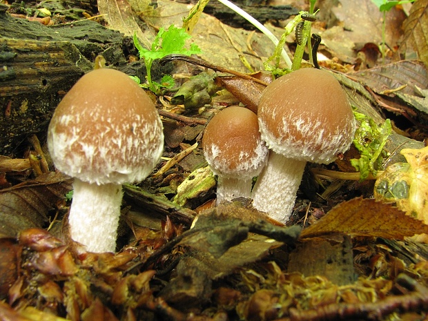 drobuľka Candolleova    ? Psathyrella candolleana?