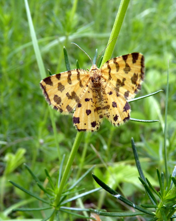 listnatka hluchavkovitá Pseudopanthera macularia