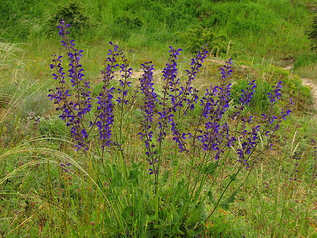 šalvia lúčna Salvia pratensis L.