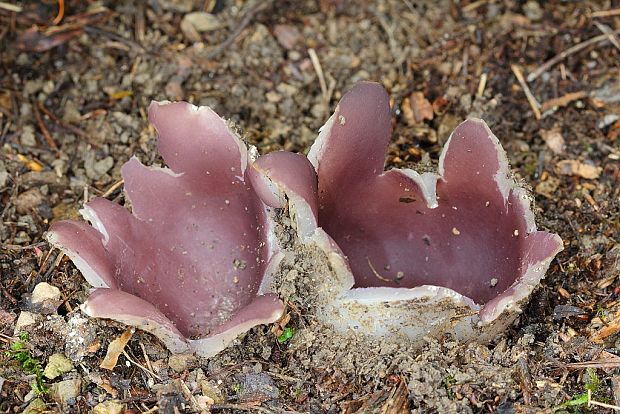 tulipánovka fialová Sarcosphaera coronaria (Jacq.) J. Schröt.