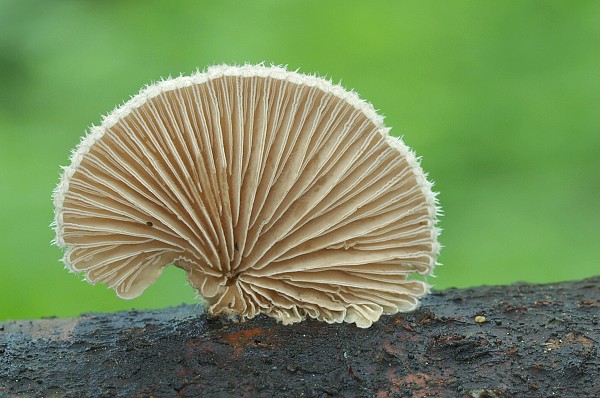 klanolupeňovka obyčajná Schizophyllum commune Fr.