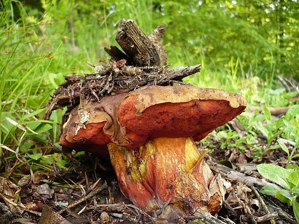 hríb zrnitohlúbikový Sutorius luridiformis (Rostk.) G. Wu & Zhu L. Yang