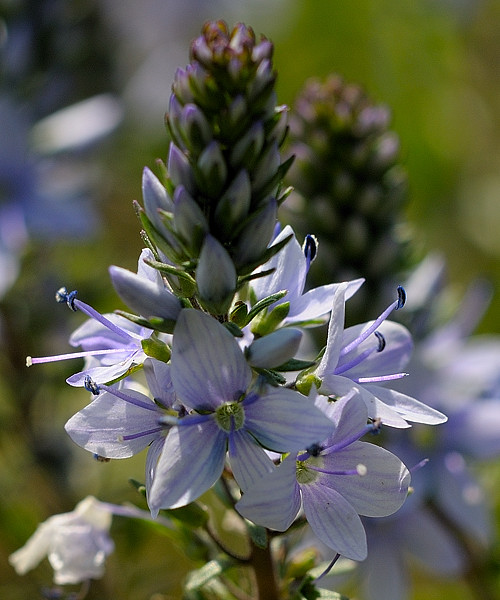 veronika rozprestretá  Veronica prostrata L.