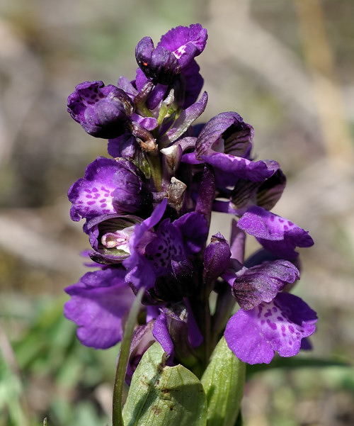 červenohlav obyčajný  Anacamptis morio (L.) R. M. Bateman, A. M. Pringeon & M. W. Chase