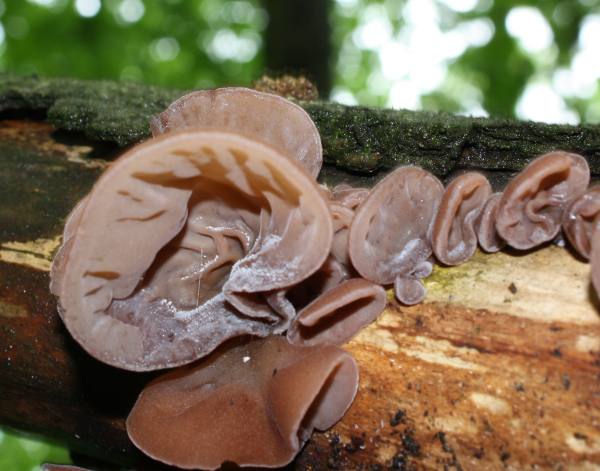 uchovec bazový Auricularia auricula-judae (Bull.) Quél.