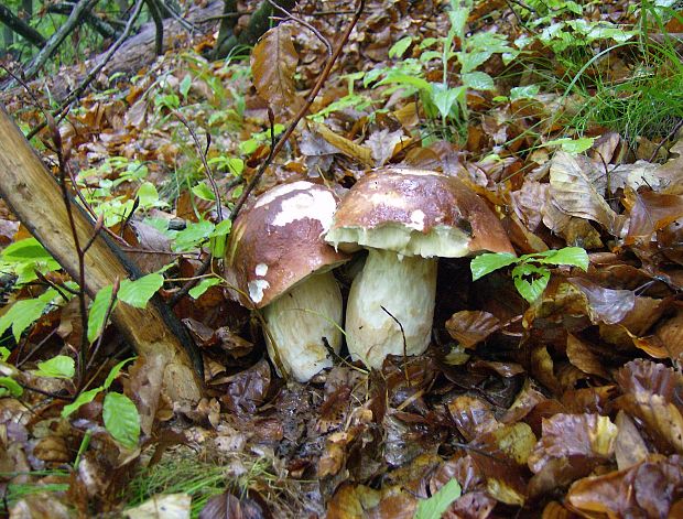 hríb sosnový Boletus pinophilus Pil. et Dermek in Pil.