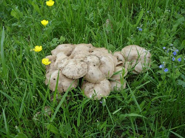 čírovnica májová Calocybe gambosa (Fr.) Donk