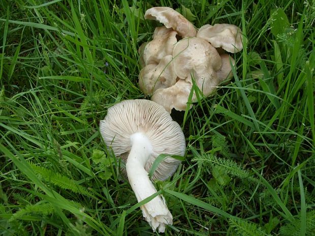 čírovnica májová Calocybe gambosa (Fr.) Donk