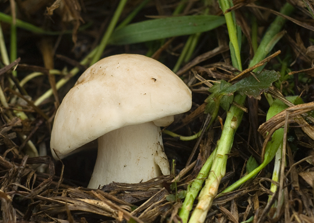 čírovnica májová Calocybe gambosa (Fr.) Donk