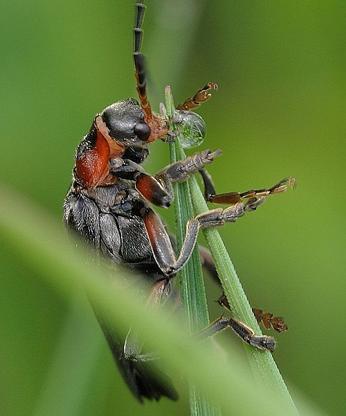 snehulčík sivočierny Cantharis fusca