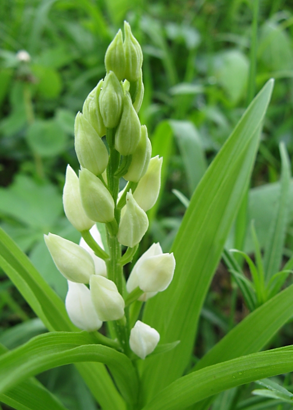 prilbovka dlholistá Cephalanthera longifolia (L.) Fritsch