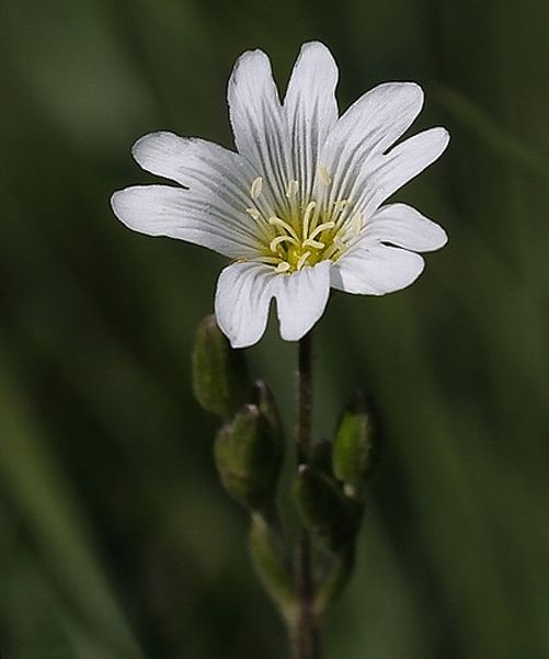 rožec roľný Cerastium arvense L.