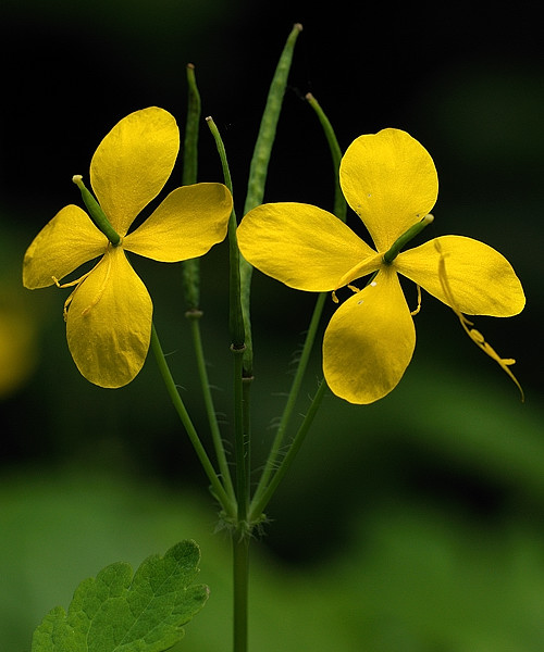 lastovičník väčší  Chelidonium majus L.