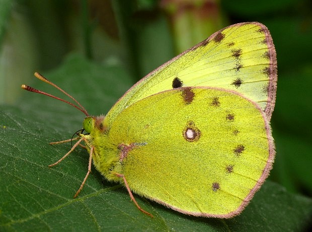 žltáčik ranostajový Colias hyale Linnaeus, 1758