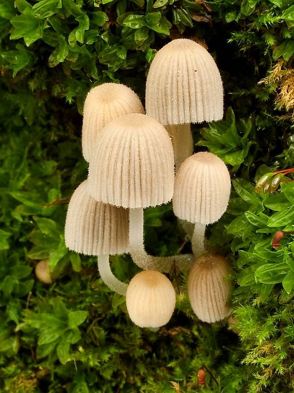 hnojník rozsiaty Coprinellus disseminatus (Pers.) J.E. Lange