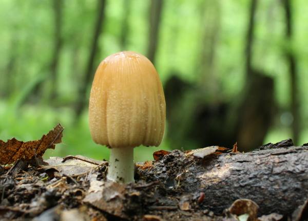 hnojník Coprinus sp.