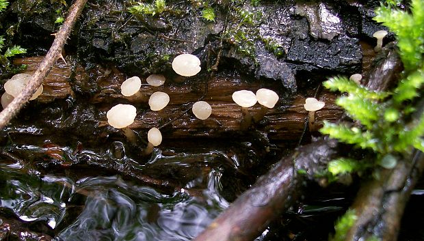 vodnička obyčajná Cudoniella clavus (Alb. & Schwein.) Dennis