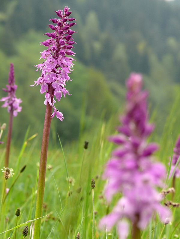 vstavačovec Dactylorhiza sp.