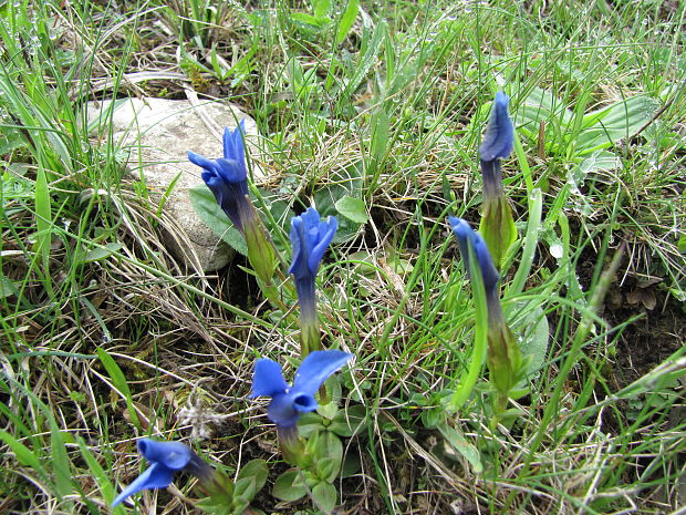 pahorec brvitý Gentianopsis ciliata (L.) Ma