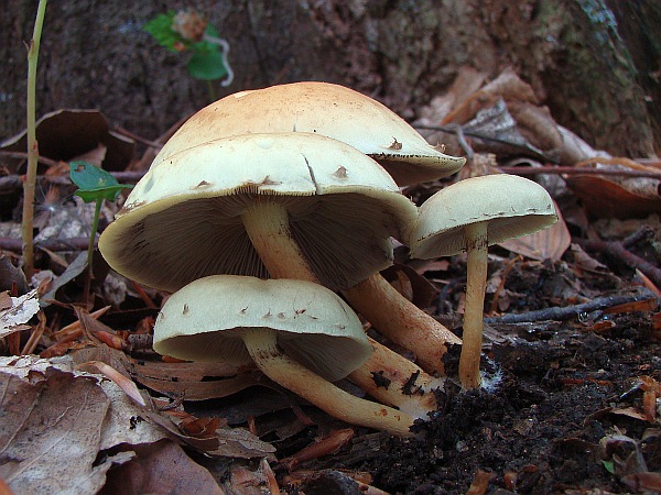 strapcovka maková Hypholoma capnoides (Fr.) P. Kumm.