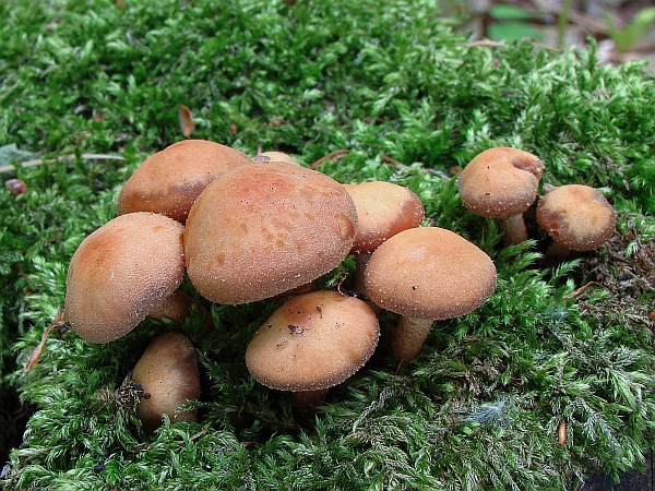 šupinačka menlivá Kuehneromyces mutabilis (Schaeff.) Singer & A.H. Sm.