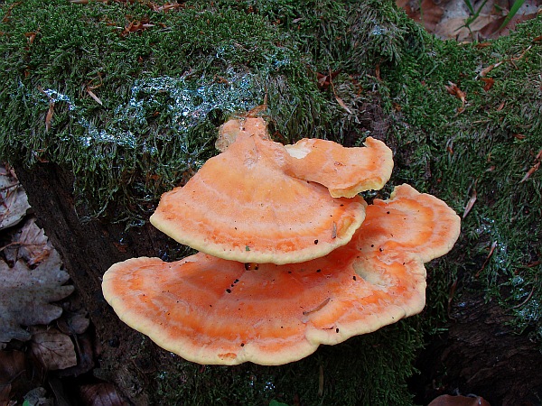 sírovec obyčajný Laetiporus sulphureus (Bull.) Murrill