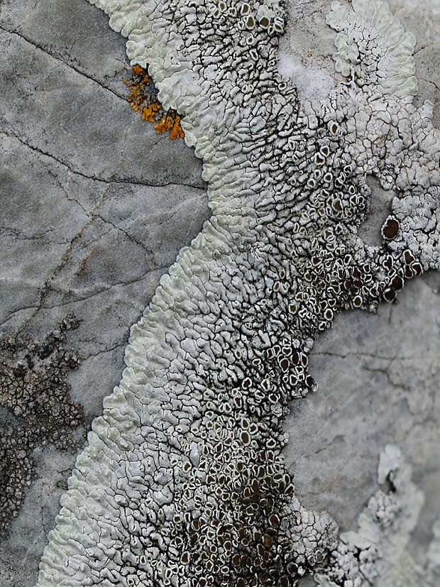 lekanora Lecanora cf. campestris (Schaer.) Hue