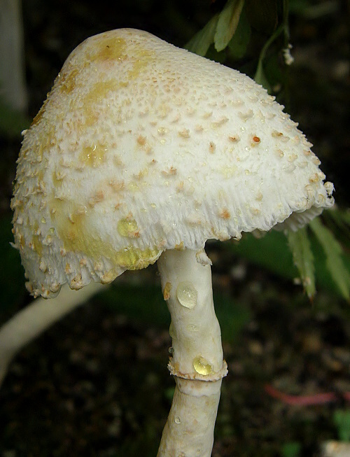 bedla cibulonohá Leucocoprinus cepistipes (Sowerby) Pat.