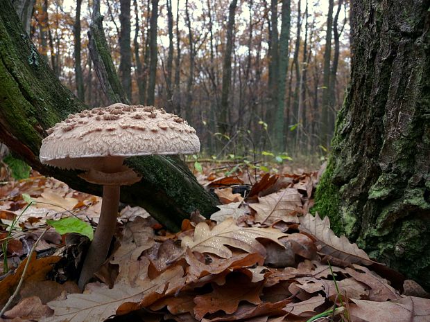 bedľa vysoká Macrolepiota procera (Scop.) Singer