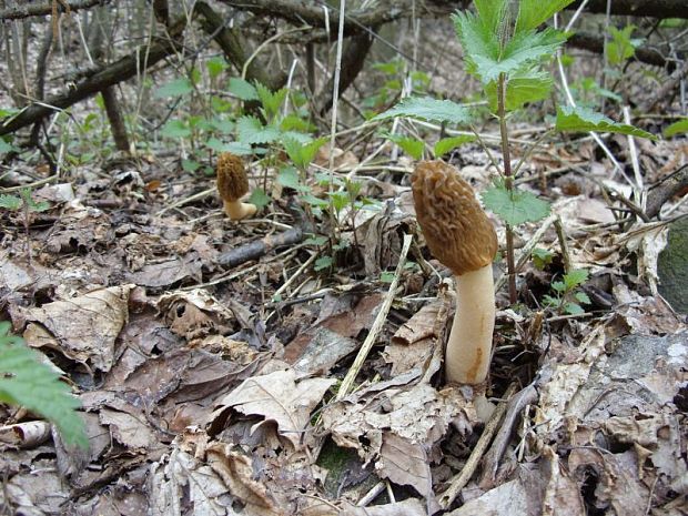 smrčkovec český Morchella esculenta (L.) Pers.