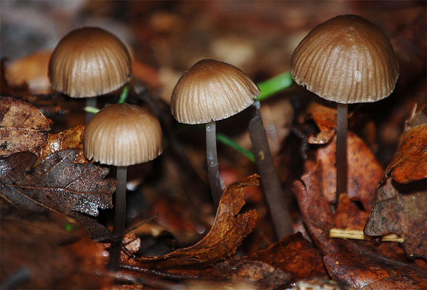 helmovka tuhonohá Mycena galericulata (Scop.) Gray