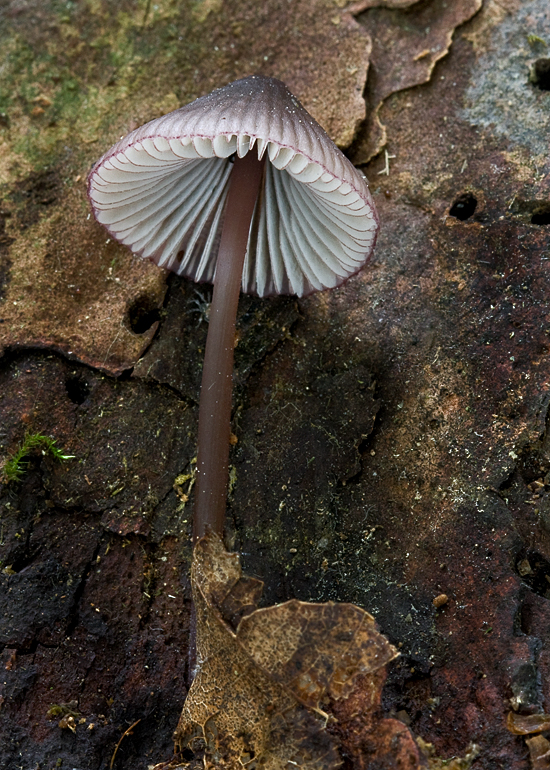 prilbička fialovookrajová Mycena purpureofusca (Peck) Sacc.