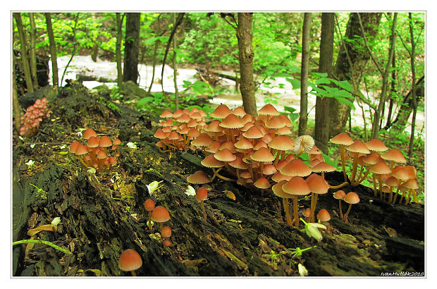 prilbička žltohlúbiková Mycena renati Quél.