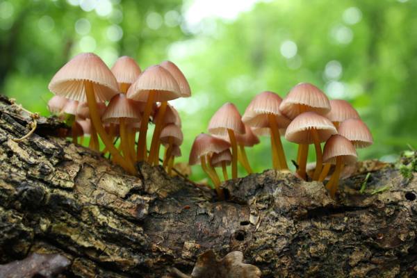 prilbička žltohlúbiková Mycena renati Quél.