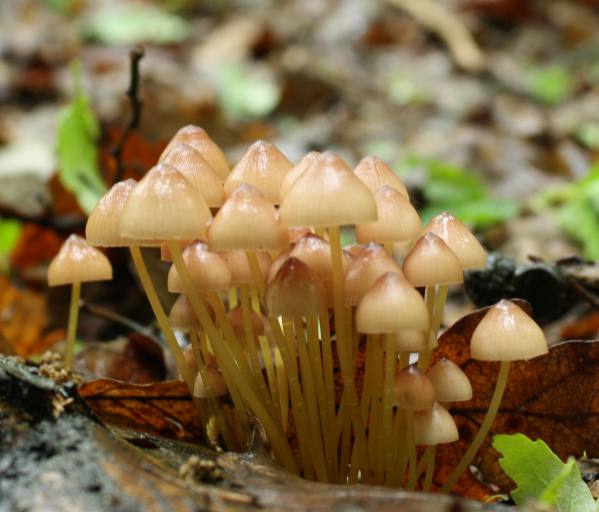 prilbička žltohlúbiková Mycena renati Quél.