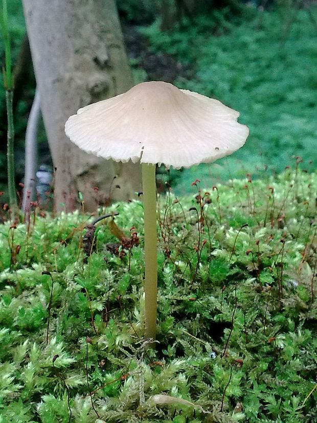 prilbička Mycena sp.