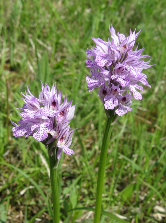 neotinea trojzubá Neotinea tridentata (Scop.) R. M. Bateman, Pridceon et M. W. Chase