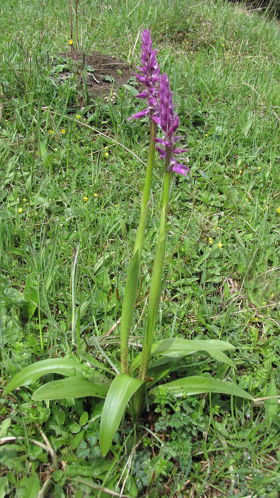 vstavač mužský poznačený Orchis mascula subsp. signifera (Vest) Soó