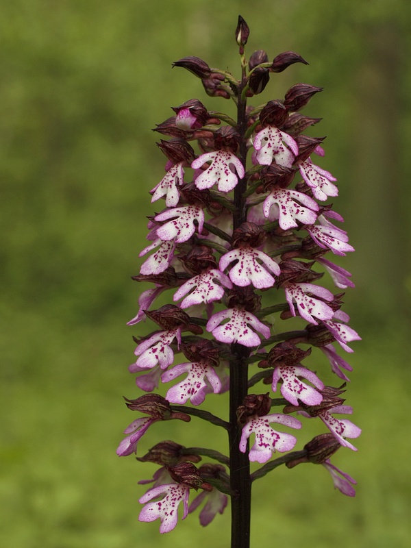 vstavač purpurový Orchis purpurea Huds.