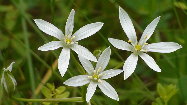 bledavka okolíkatá Ornithogalum umbellatum L