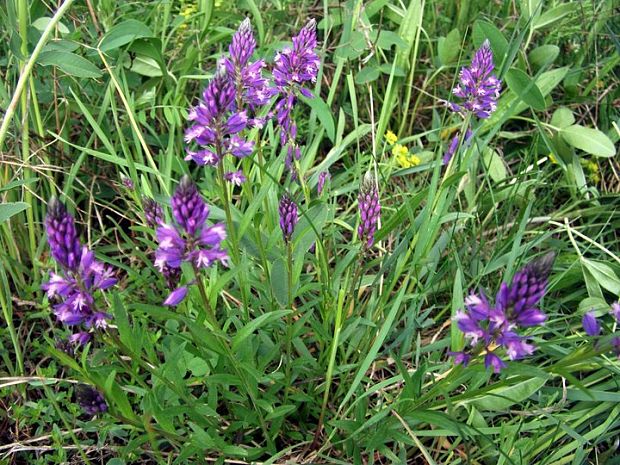 horčinka obyčajná Polygala vulgaris L.