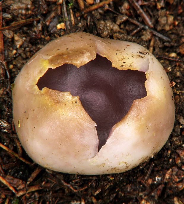 tulipánovka fialová Sarcosphaera coronaria (Jacq.) J. Schröt.