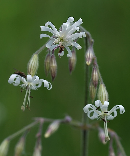 silenka ovisnutá  Silene nutans L.