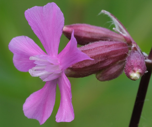 smolnička obyčajná Steris viscaria (L.) Raf.