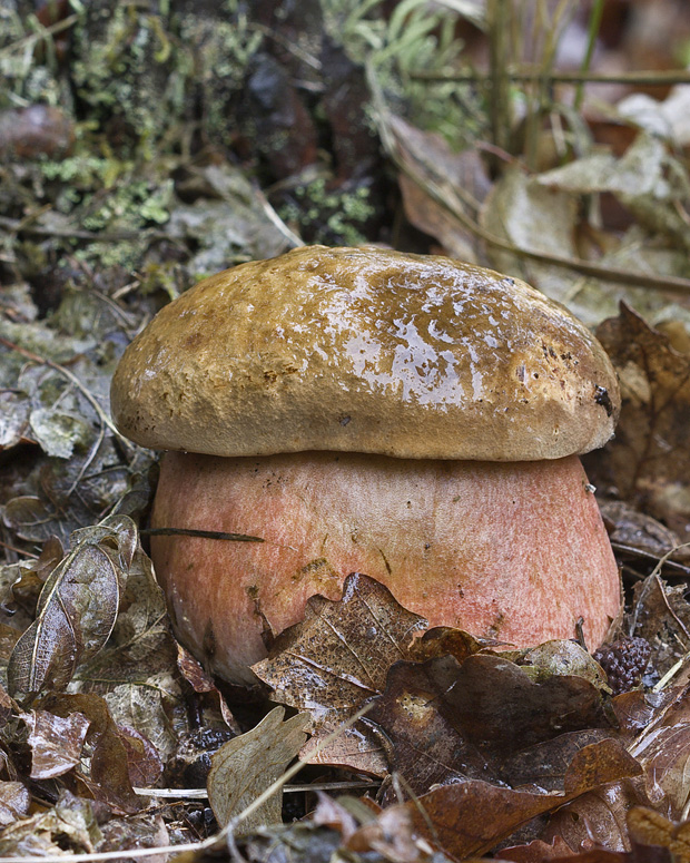 hríb zrnitohlúbikový Sutorius luridiformis (Rostk.) G. Wu & Zhu L. Yang